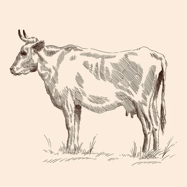 牧草地の牛は. — ストックベクタ