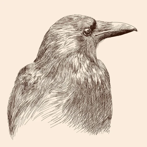 Drawing black raven. — Stock Vector