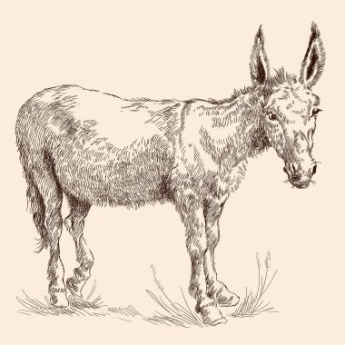 Çimlerde bir eşek.