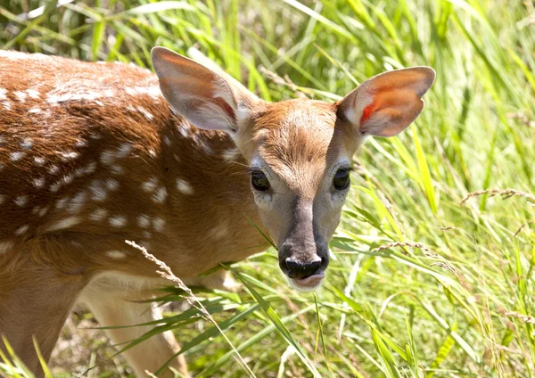 Bebek geyik Doe — Stok fotoğraf