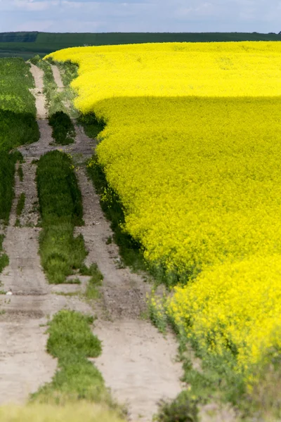 Cultivo de canola amarillo —  Fotos de Stock