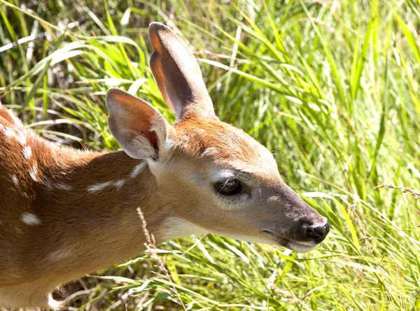 아기 사슴 암컷 — 스톡 사진