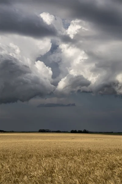 Storm wolken saskatchewan — Stockfoto