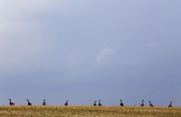 Canada Geese Prairies — Stock Photo, Image