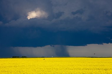 fırtına bulutları saskatchewan