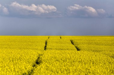 Kanola alanındaki traktör parçaları