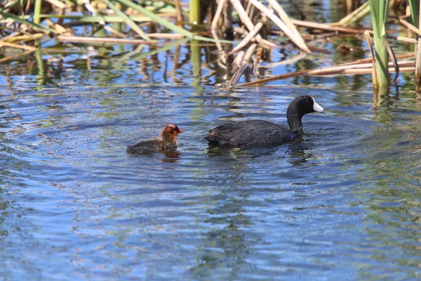 Amerikanische Blässhühner und Baby — Stockfoto