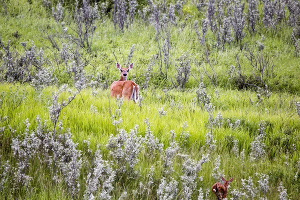 Reh und Rehkitz im Feld — Stockfoto