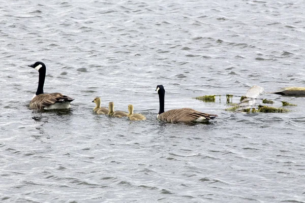 Kanadagänse und Babys — Stockfoto