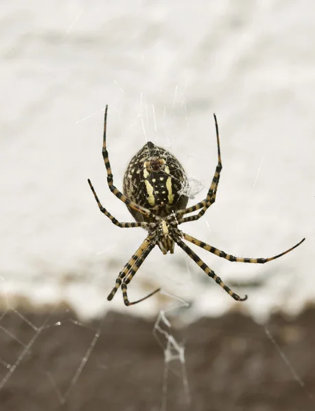 Kerti pók sárga és fekete — Stock Fotó