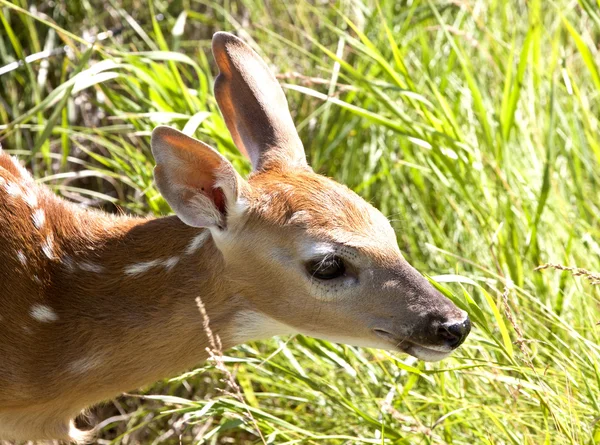 Bebê veado Doe — Fotografia de Stock