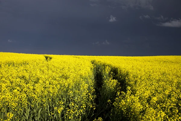 Bouřková mračna saskatchewan — Stock fotografie