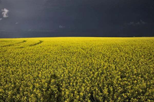 Viharfelhők Saskatchewan — Stock Fotó