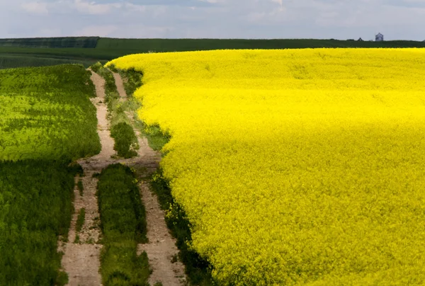 Colheita Canola Amarela — Fotografia de Stock