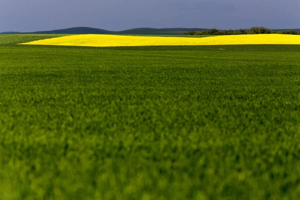 Saskatchewan Field Farming — Stock Photo, Image