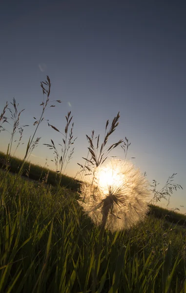 Zachód słońca mniszek Saskatchewan — Zdjęcie stockowe