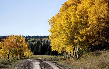 Sonbahar renkleri Cypress Hills Kanada