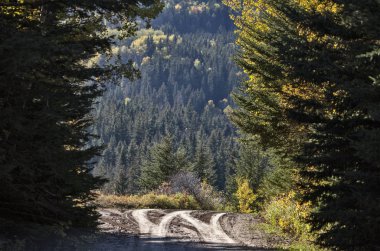 Sonbahar renkleri Cypress Hills Kanada