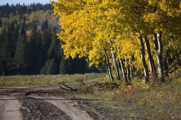 Hösten färger Cypress Hills Kanada — Stockfoto