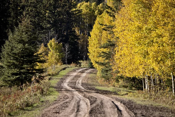 秋天的颜色柏树山加拿大 — 图库照片