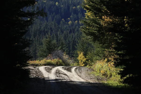 Herfst kleuren Cypress Hills Canada — Stockfoto
