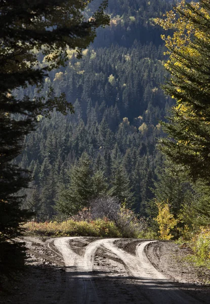 Autumn Colors Cypress Hills Canada — Stock Photo, Image