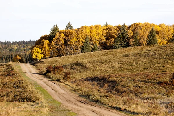 Hösten färger Cypress Hills Kanada — Stockfoto