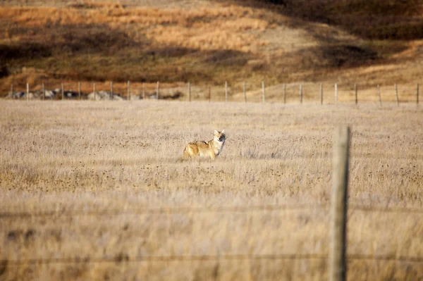 Coyote in Saskatchewan — Stockfoto