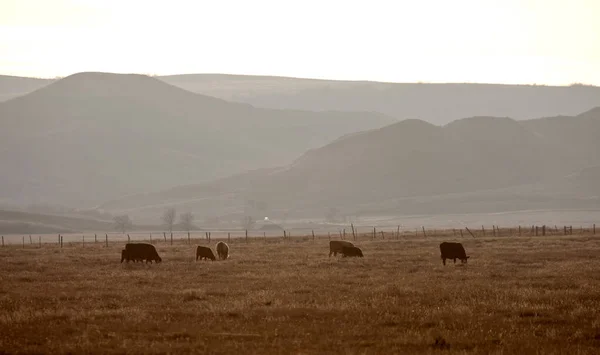 Saskatchewan otlayan inekler — Stok fotoğraf