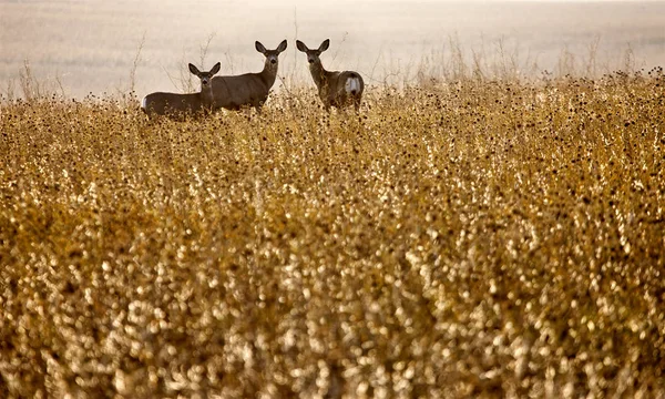 Herten in veld — Stockfoto