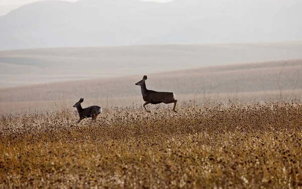 Herten in veld — Stockfoto