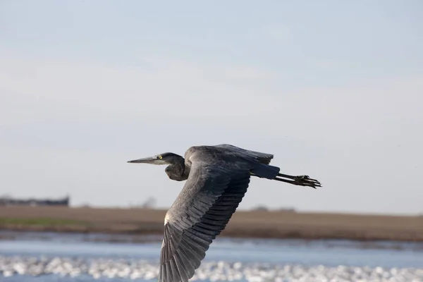 Blaureiher Taskatchewan — Stockfoto