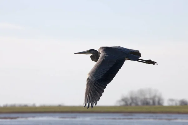 Kék gém Saskatchewan — Stock Fotó