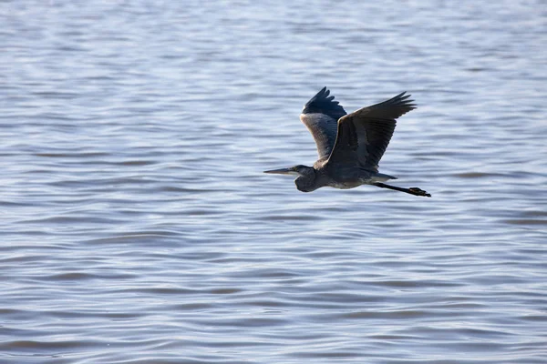 Blue Heron Saskatchewan — Stockfoto