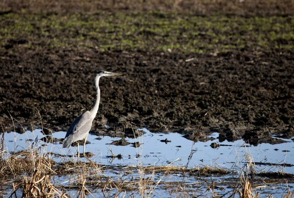 Garza azul Saskatchewan —  Fotos de Stock