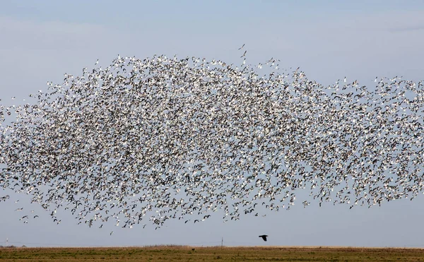 Swarm of Snow Geese — Stock Photo, Image