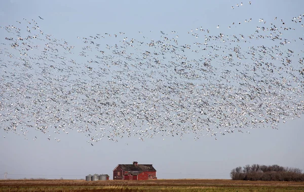 Swarm of Snow Geese — Stock Photo, Image