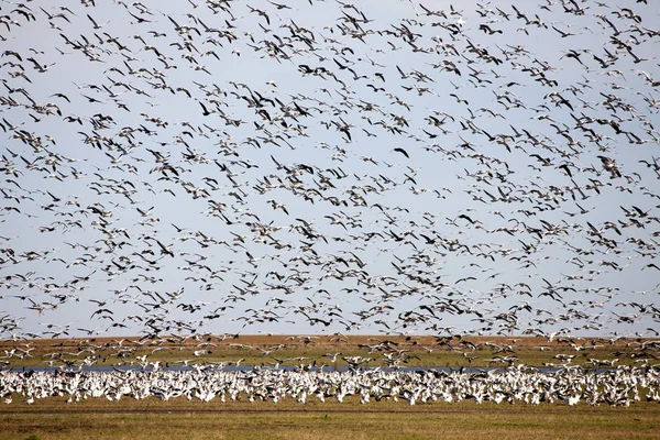 Swarm of Snow Geese — Stock Photo, Image