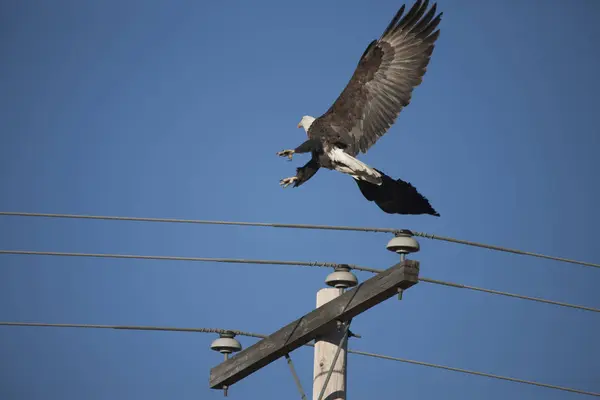 Weißkopfseeadler im Flug — Stockfoto