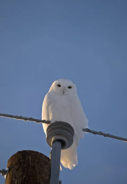 Hibou des neiges sur Post — Photo