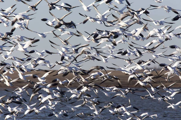 Swarm of Snow Geese — Stock Photo, Image