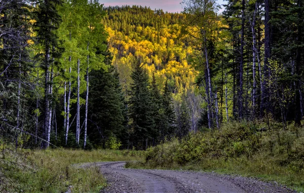 Φθινόπωρο χρώματα κυπαρίσσια λόφους Καναδά — Φωτογραφία Αρχείου