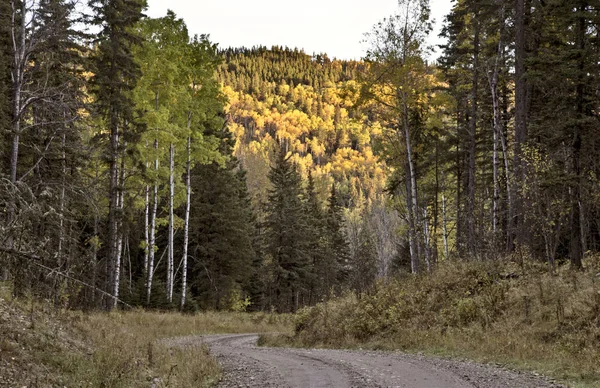 Sonbahar renkleri Cypress Hills Kanada — Stok fotoğraf