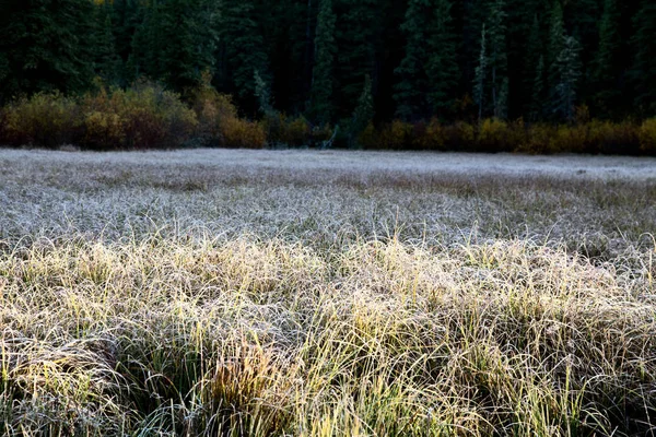 Őszi színek Cypress Hills Kanada — Stock Fotó