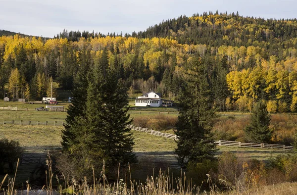 Autumn Colors Cypress Hills Canada — Stock Photo, Image