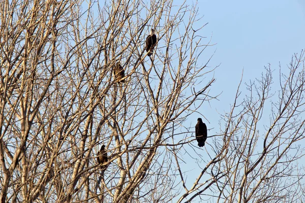 Bald Eagles in Tree — Stock Photo, Image