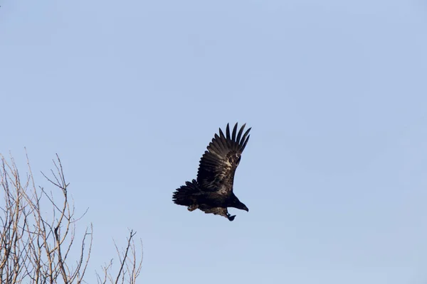Águilas calvas en vuelo —  Fotos de Stock
