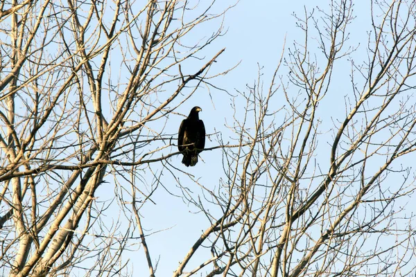 Bald eagle i träd — Stockfoto