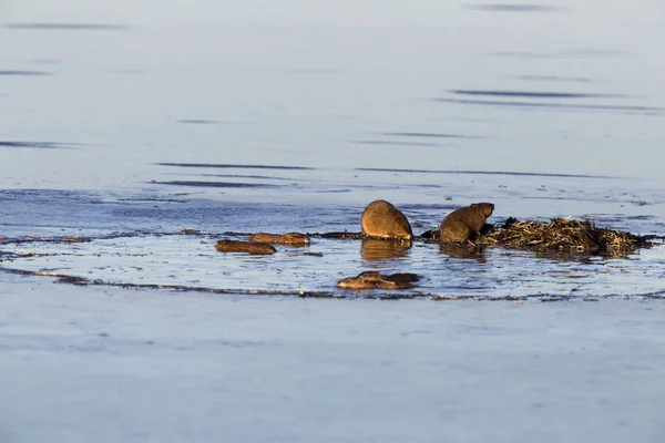 Bisamratten bei der Arbeit — Stockfoto