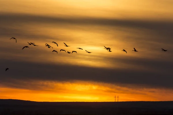 Oche in volo al tramonto — Foto Stock